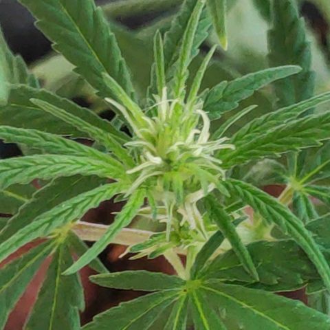 ♀️Mangava de Itacaré 🐝  growlog photo: Buds