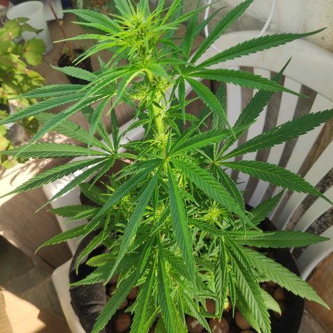 ♀️Mangava de Itacaré 🐝  growlog timeline photo