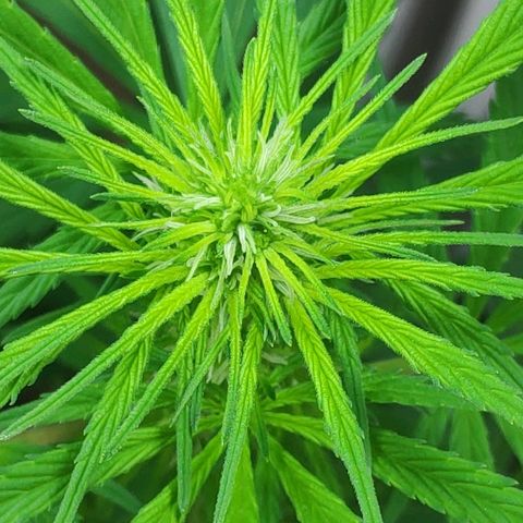 ♀️Mangava de Itacaré 🐝  growlog timeline photo