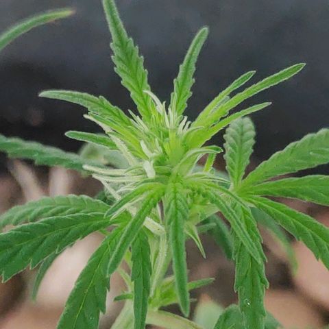 ♀️Mangava de Itacaré 🐝  growlog timeline photo