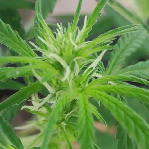 ♀️Mangava de Itacaré 🐝  growlog timeline photo
