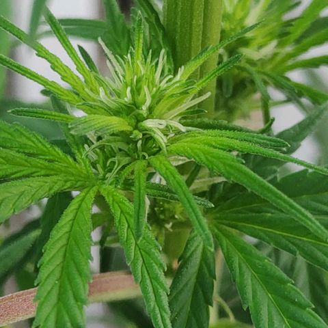 ♀️Mangava de Itacaré 🐝  growlog timeline photo