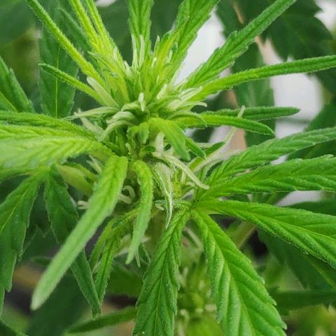 ♀️Mangava de Itacaré 🐝  growlog timeline photo