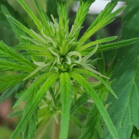 ♀️Mangava de Itacaré 🐝  growlog timeline photo