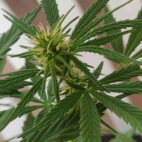 ♀️Mangava de Itacaré 🐝  growlog timeline photo
