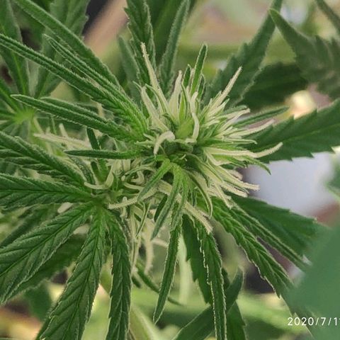 ♀️Mangava de Itacaré 🐝  growlog timeline photo