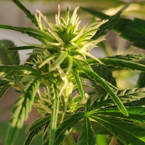 ♀️Mangava de Itacaré 🐝  growlog timeline photo