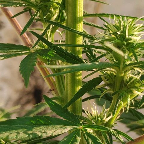 ♀️Mangava de Itacaré 🐝  growlog timeline photo