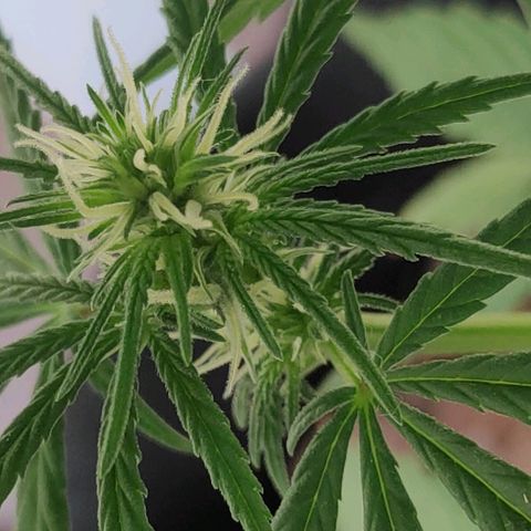 ♀️Mangava de Itacaré 🐝  growlog timeline photo