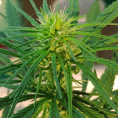 ♀️Mangava de Itacaré 🐝  growlog timeline photo