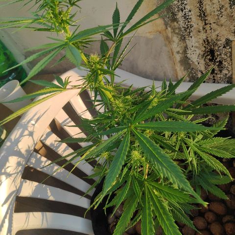 ♀️Mangava de Itacaré 🐝  growlog timeline photo