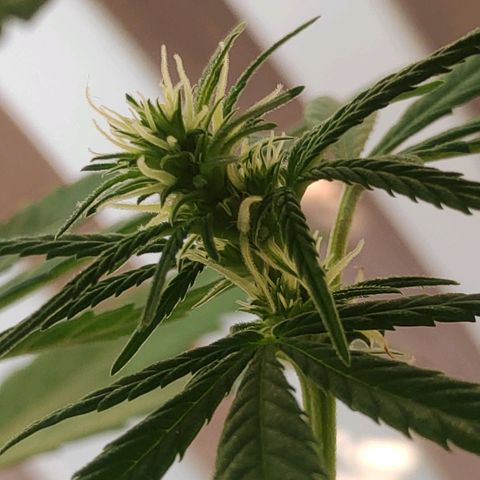 ♀️Mangava de Itacaré 🐝  growlog timeline photo