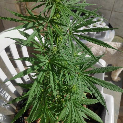 ♀️Mangava de Itacaré 🐝  growlog timeline photo