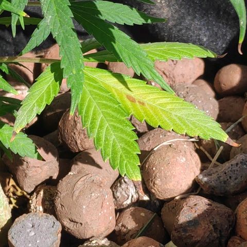 ♀️Mangava de Itacaré 🐝  growlog timeline photo