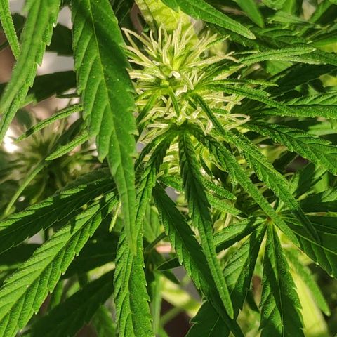 ♀️Mangava de Itacaré 🐝  growlog timeline photo