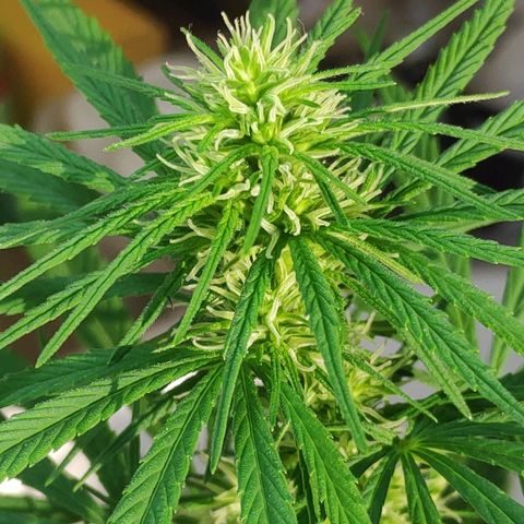 ♀️Mangava de Itacaré 🐝  growlog timeline photo