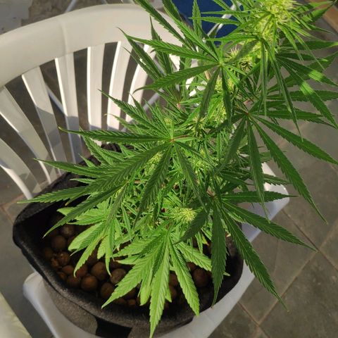 ♀️Mangava de Itacaré 🐝  growlog timeline photo