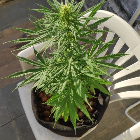 ♀️Mangava de Itacaré 🐝  growlog timeline photo