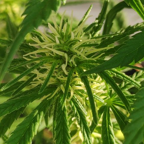 ♀️Mangava de Itacaré 🐝  growlog timeline photo