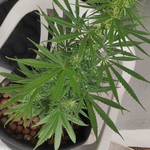 ♀️Mangava de Itacaré 🐝  growlog timeline photo