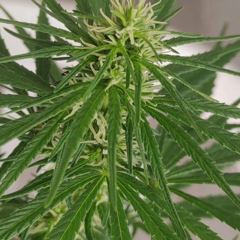 ♀️Mangava de Itacaré 🐝  growlog timeline photo