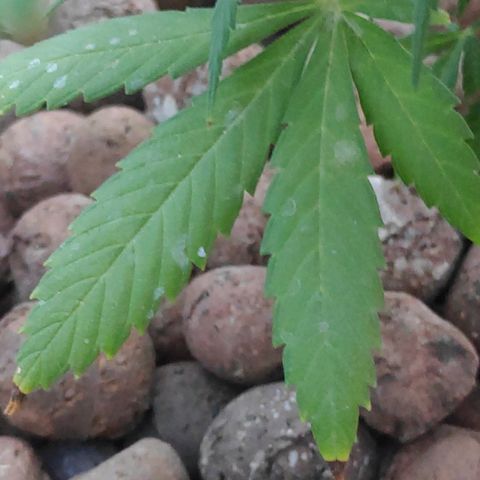 ♀️Mangava de Itacaré 🐝  growlog timeline photo
