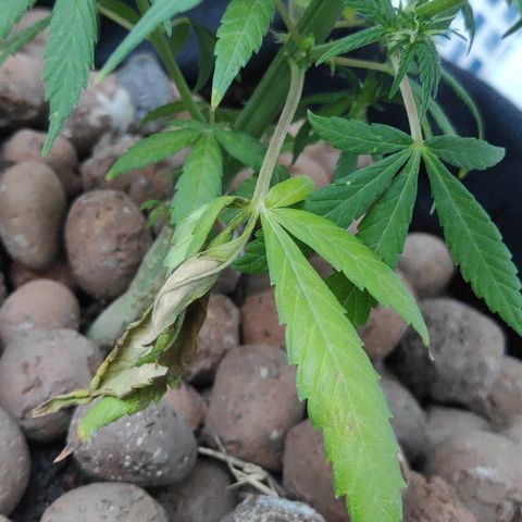 ♀️Mangava de Itacaré 🐝  growlog timeline photo