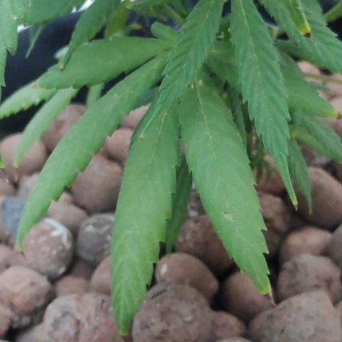 ♀️Mangava de Itacaré 🐝  growlog timeline photo