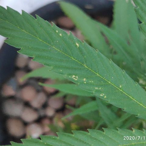 ♀️Mangava de Itacaré 🐝  growlog timeline photo