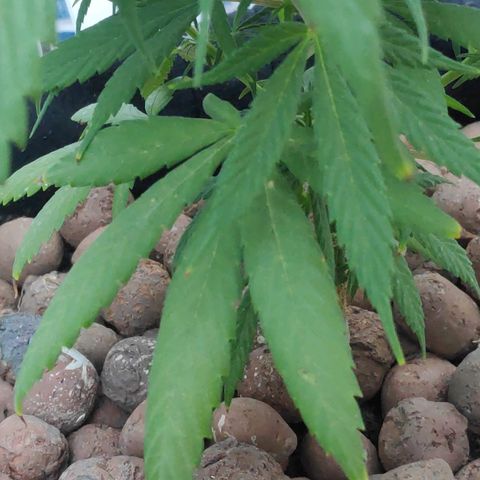 ♀️Mangava de Itacaré 🐝  growlog timeline photo