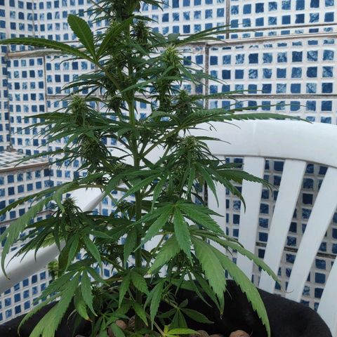 ♀️Mangava de Itacaré 🐝  growlog timeline photo
