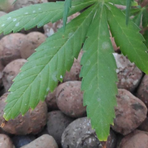 ♀️Mangava de Itacaré 🐝  growlog timeline photo