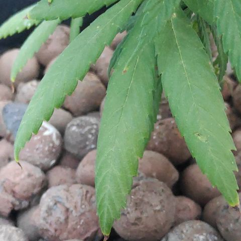 ♀️Mangava de Itacaré 🐝  growlog timeline photo