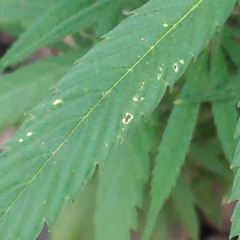 ♀️Mangava de Itacaré 🐝  growlog timeline photo
