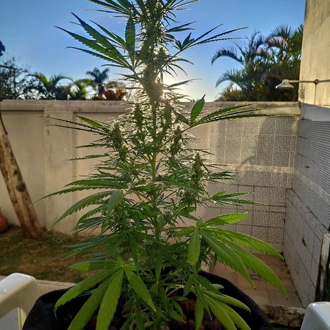 ♀️Mangava de Itacaré 🐝  growlog timeline photo