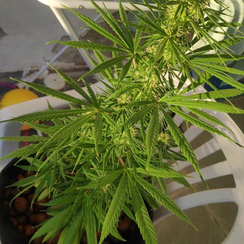 ♀️Mangava de Itacaré 🐝  growlog timeline photo