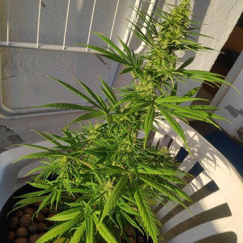 ♀️Mangava de Itacaré 🐝  growlog timeline photo