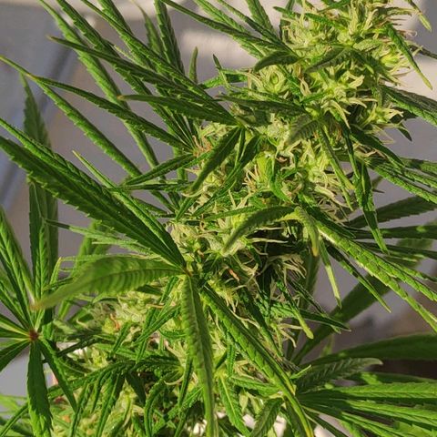 ♀️Mangava de Itacaré 🐝  growlog timeline photo