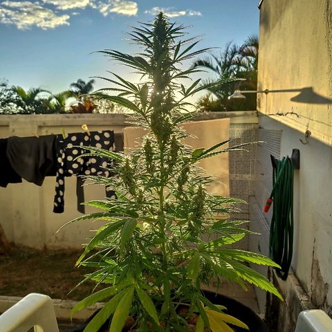 ♀️Mangava de Itacaré 🐝  growlog timeline photo