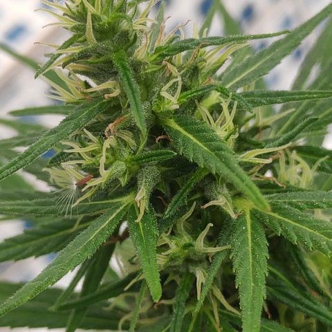 ♀️Mangava de Itacaré 🐝  growlog timeline photo