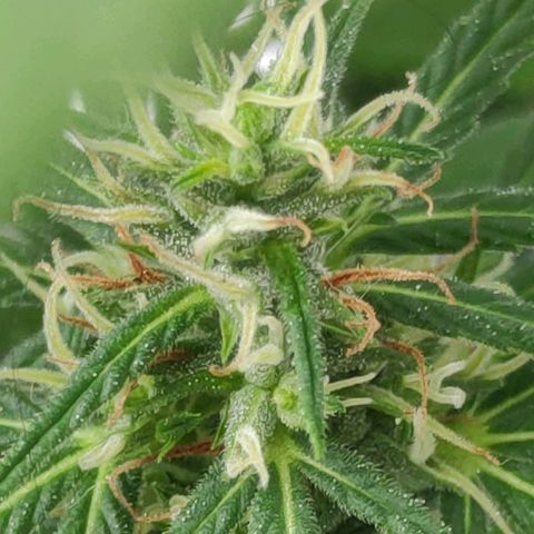 ♀️Mangava de Itacaré 🐝  growlog timeline photo