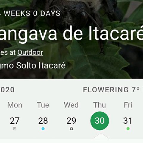 ♀️Mangava de Itacaré 🐝  growlog timeline photo