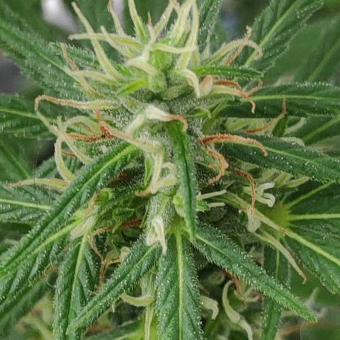 ♀️Mangava de Itacaré 🐝  growlog timeline photo