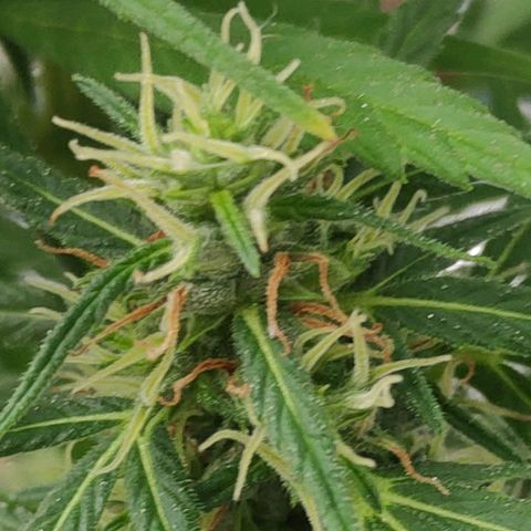 ♀️Mangava de Itacaré 🐝  growlog timeline photo
