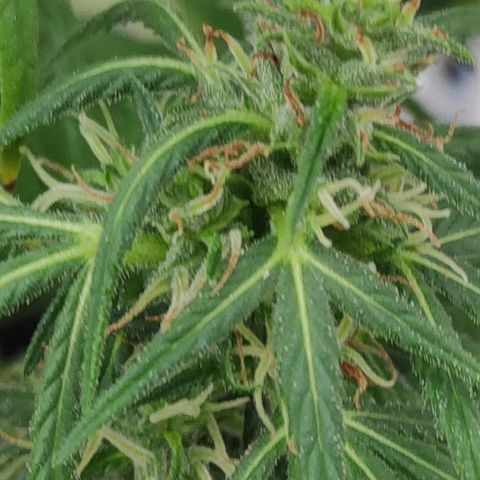♀️Mangava de Itacaré 🐝  growlog timeline photo