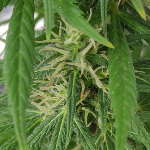 ♀️Mangava de Itacaré 🐝  growlog timeline photo