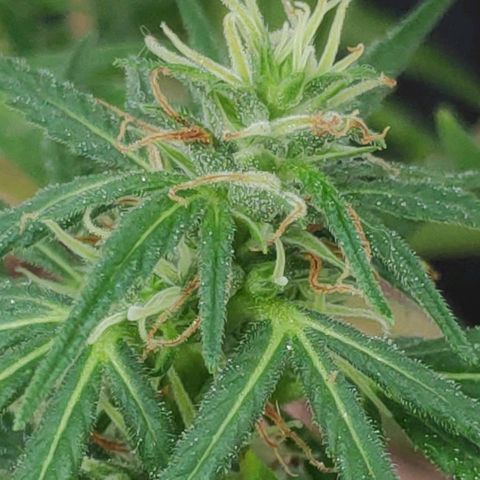 ♀️Mangava de Itacaré 🐝  growlog timeline photo