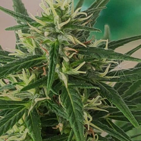 ♀️Mangava de Itacaré 🐝  growlog timeline photo