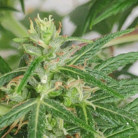 ♀️Mangava de Itacaré 🐝  growlog timeline photo