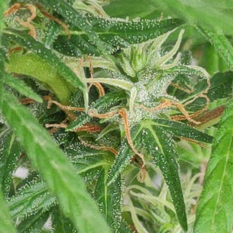 ♀️Mangava de Itacaré 🐝  growlog timeline photo